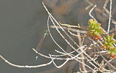 Ischnura saharensis
