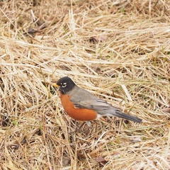 Turdus migratorius