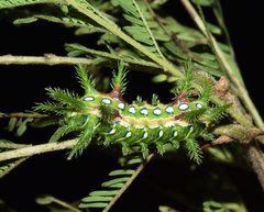 Coenobasis amoena