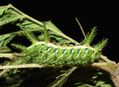 Coenobasis amoena