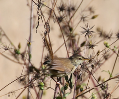 Prinia subflava affinis