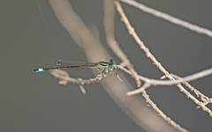 Ischnura saharensis