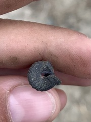 Cerithideopsis californica
