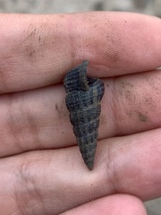 Cerithideopsis californica