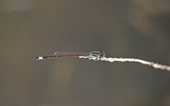 Ischnura saharensis