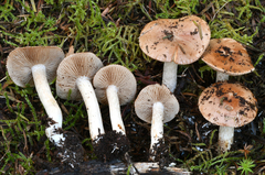 Hebeloma lacteocoffeatum