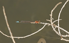 Ischnura saharensis