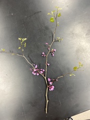 Cercis canadensis