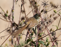 Prinia subflava affinis