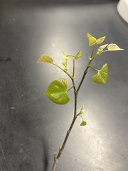 Cercis canadensis