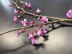 Cercis canadensis