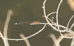 Ischnura saharensis