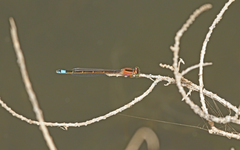 Ischnura saharensis