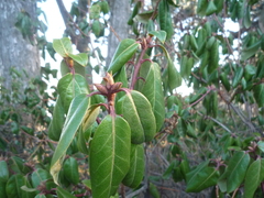 Rhododendron amesiae
