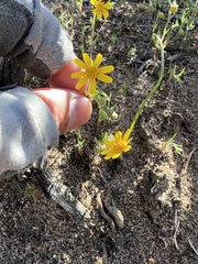 Senecio californicus