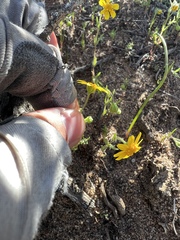 Senecio californicus