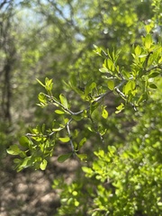 Schaefferia cuneifolia