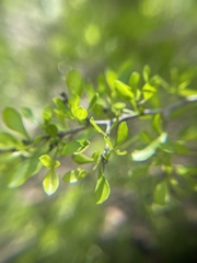 Schaefferia cuneifolia