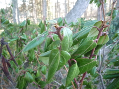 Rhododendron amesiae