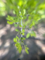 Schaefferia cuneifolia