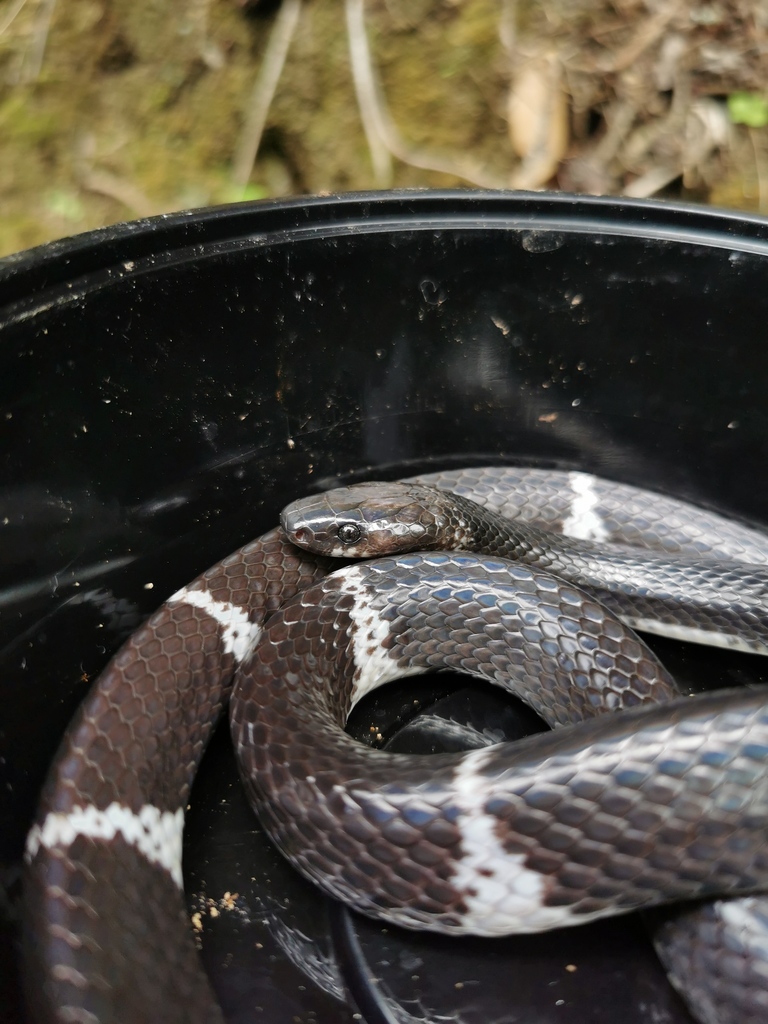 Namdong Wolf Snake