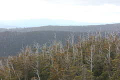 Eucalyptus regnans