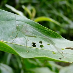 Anaulacomerina