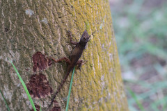 Anolis distichus