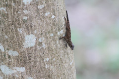 Anolis distichus