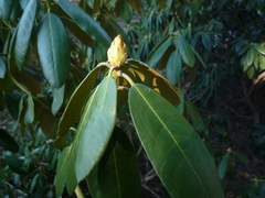Rhododendron brachycarpum