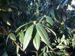 Rhododendron brachycarpum