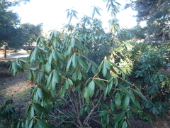 Rhododendron brachycarpum