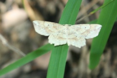 Euchlaena deplanaria