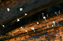 Hemimycena reducta