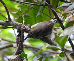 Pheugopedius sclateri