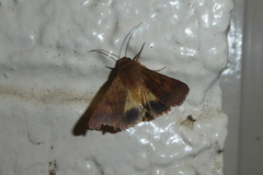 Hypocala deflorata