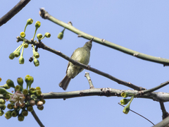 Mionectes galbinus