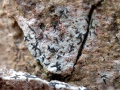 Alyxoria culmigena