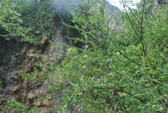 Polygonatum cirrhifolium