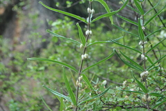 Polygonatum cirrhifolium
