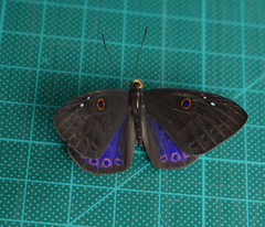 Eurybia molochina