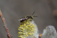 Andrena bradleyi