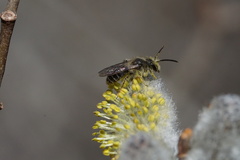 Andrena bradleyi