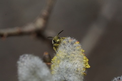 Andrena bradleyi