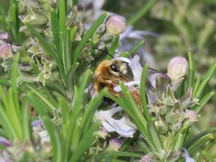 Anthophora