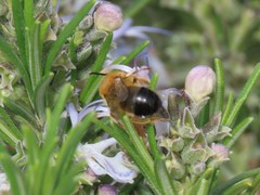 Anthophora