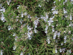 Salvia rosmarinus
