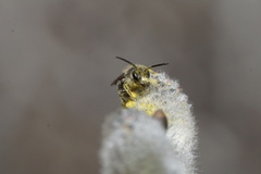 Andrena bradleyi