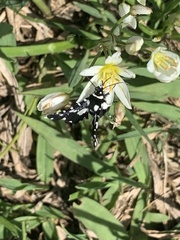 Pseudothyris sepulchralis