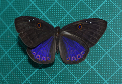 Eurybia molochina